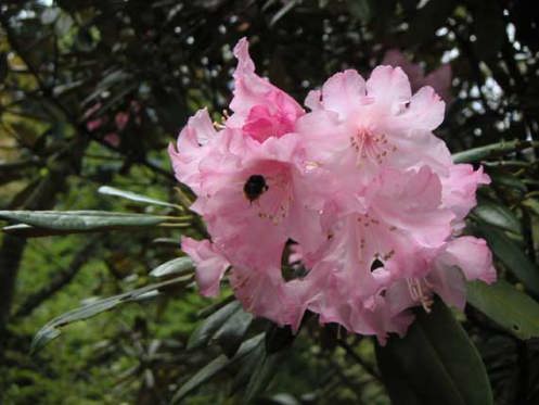 福源寺境内のシャクナゲ